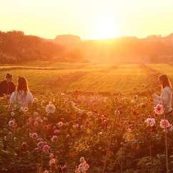 sjølvplukk i solnedgang 28. august