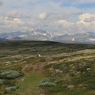 Pilgrimsleden langs Guldbrandsdalen