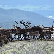 Villreinsafari på Norefjell