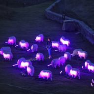 Illuminated Sheep Evenings – ‘Dreaming of Electric Sheep’