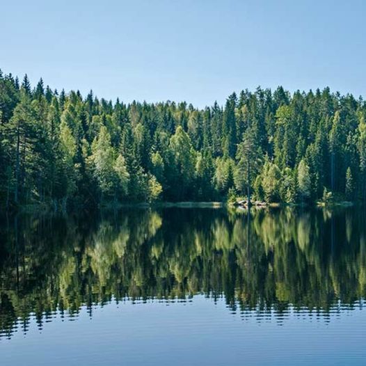 Skogstur fra Dammyra til Bæregtjernet, Agntjennslia, Kumyra, Torvmyra, Bjørnholen og Barkeplassen