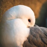 Sunset Kittiwake Safari