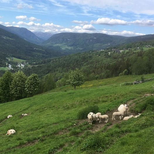 Kvite Kyrkjer Pilegrimsvandring Etappe 3 - Rundtur Austbygde kirke