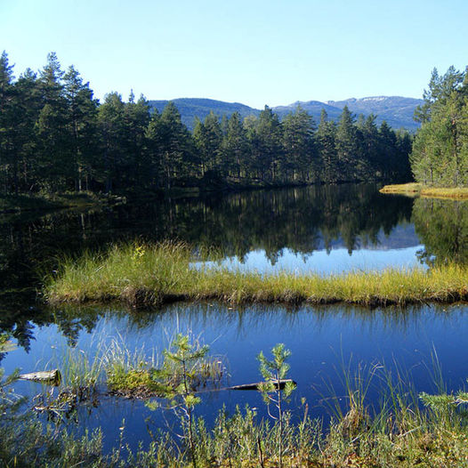 Folkestadåsane