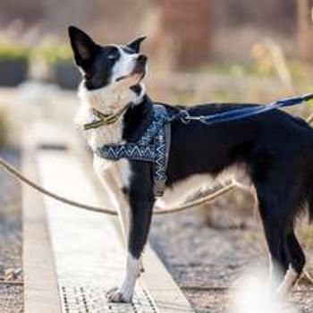 Walkies at Wisley