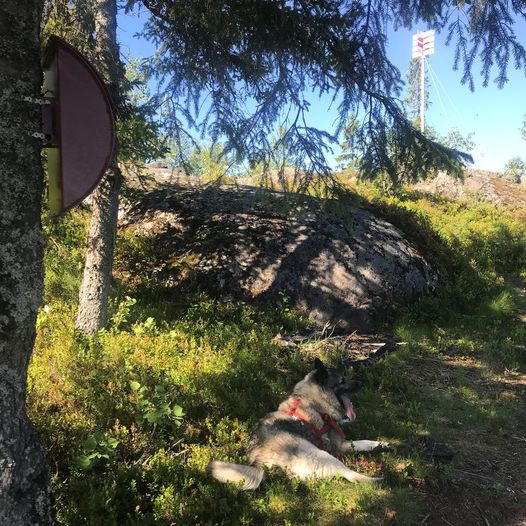 Dronningkollen - vandretur i sølvverkshistorien  