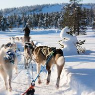 Hundekjøring i Myrkadalen