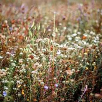 Autumn Flowers & Fungi at Aston Clinton Ragpits, Bucks with BBOWT Wildlife Trust