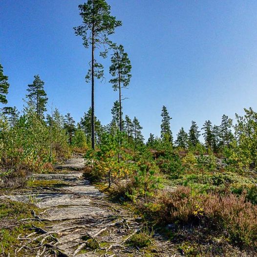 Skogstur fra Granvegen til Tårnvegen