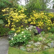 Charity Garden Opening - Dalfruin