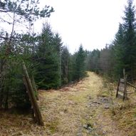 På skogsveg og strandpromenade i Holmøyane