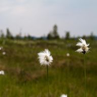 Synsåsen (midtre topp)