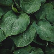 Charity Garden Opening - Glendoick Garden Centre