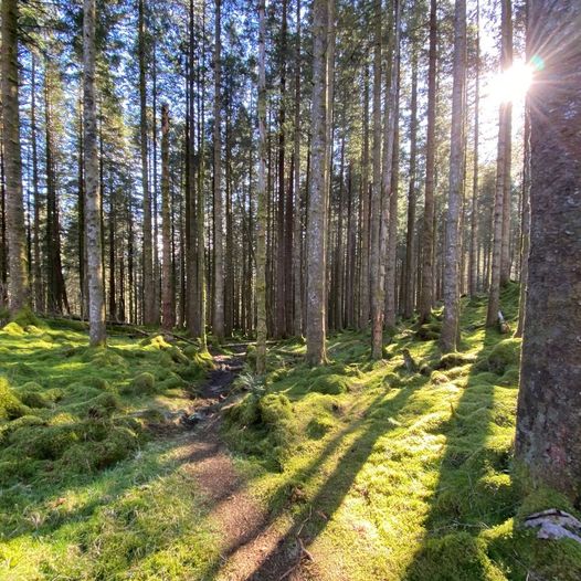 Magisk rundtur til Lyshornet og Eventyrskogen