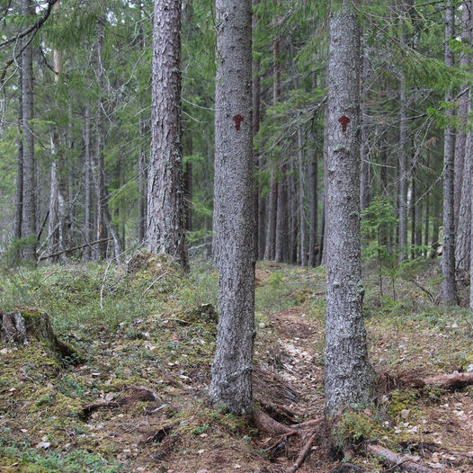 Ålnestangen Tupptur