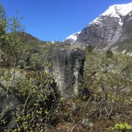 Til fronten av Nigardsbreen i 1899