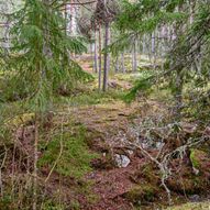 Skogtur fra Rånåsfoss til Tandbergfjellet