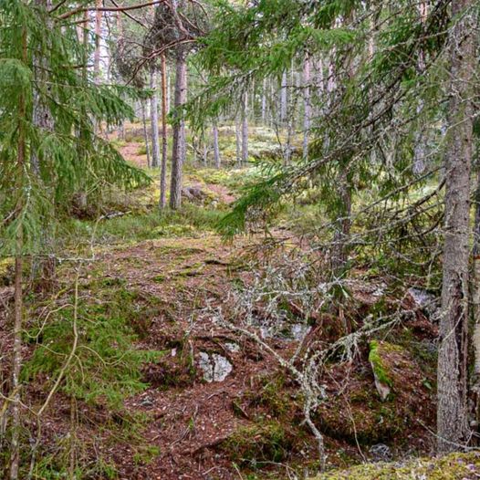 Skogtur fra Rånåsfoss til Tandbergfjellet