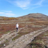 Mehørunden på Dovrefjell