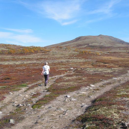 Mehørunden på Dovrefjell