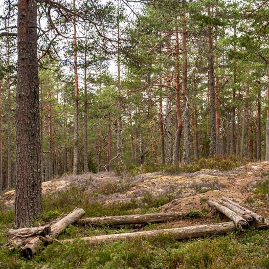 Skogstur fra Tandbergfjellet til Skukstadåsen