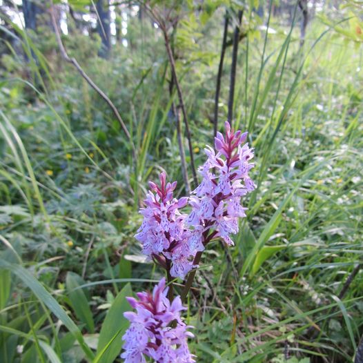 Fra MIF-hytta via Bremsåsen naturreservat, skjerp, Korsgårdsetra og gården Dammyr til Vestfossen