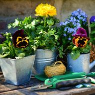 Charity Garden Opening - Angus Plant Sale