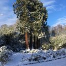 Charity Garden Opening - Bannockburn House Gardens