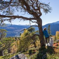 Tronoberget / Geitupphøe: fottur i Lom nasjonalparklandsby