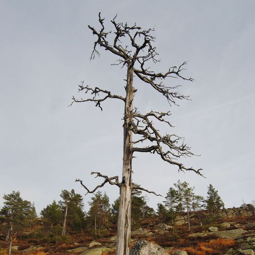 Befjell, høyeste topp i Froland kommune