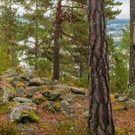 Skogstur fra Mellomhammeren til Bæregtjernet, Elghytta, Bjørnholen, Ruserud og Røysa.