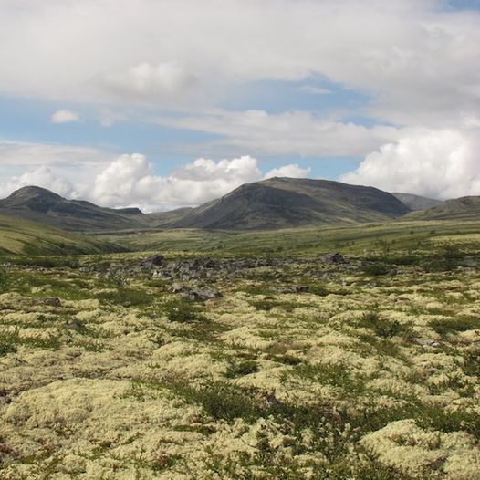 Rondane Nasjonalpark