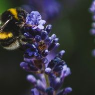 Princesshay City Bee and Rooftop Garden Tours