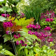 Charity Garden Opening - Barnweil Garden