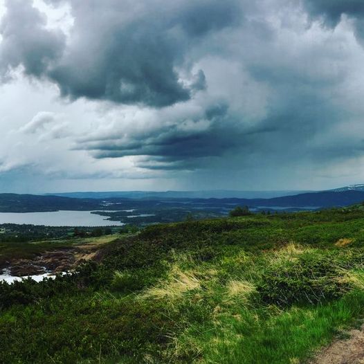 Skogshødn i mitt hjarte