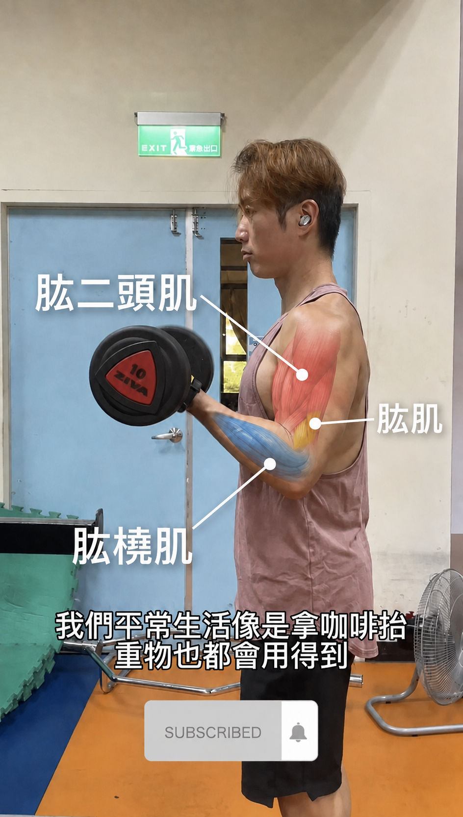 肱二頭肌肱肌與肱橈肌位置圖