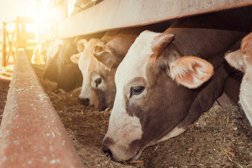 Rinder in landwirtschaftlichen Betrieben.