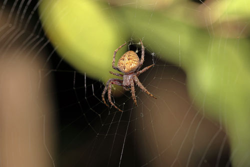 Spinne: Araneus ventricosus