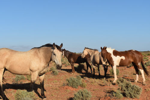 Wilde Brümby Pferde fanden beim Roaming des Australian Outback