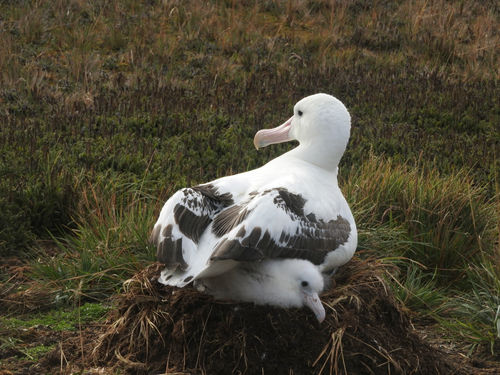 Wanderalbatross mit Kichtennistern in grasbewachsenen Sumpfgebieten auf der subantarktischen Marion - Insel Südafrika