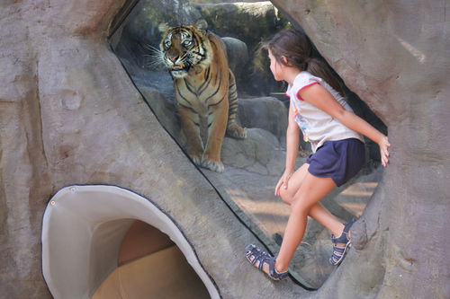 Mädchen betrachtet bengalischen Tiger in Dreamworld Gold Coast, Queensland, Australien.