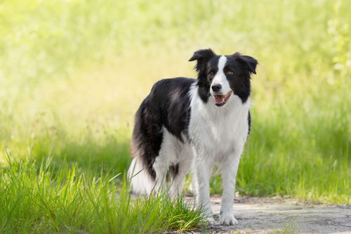 Border Collie Hund steht im grünen Gras. 