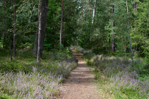 Ein schöner Wald in Franken