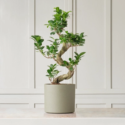 Ceremony Botanic Ficus Benjamina Bonsai