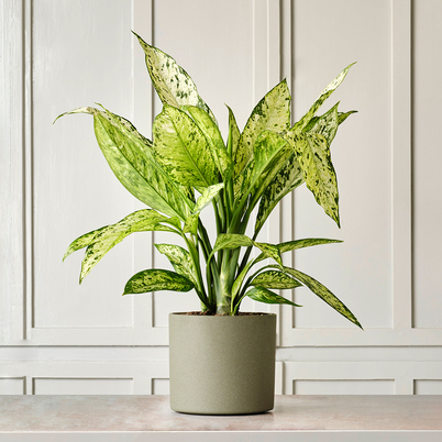 Ceremony Botanic Dieffenbachia Vesuvius