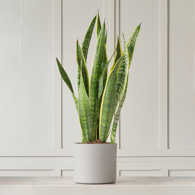 Ceremony Botanic Sansevieria