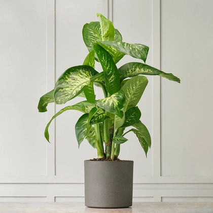 Ceremony Botanic Dieffenbachia Tropic Snow