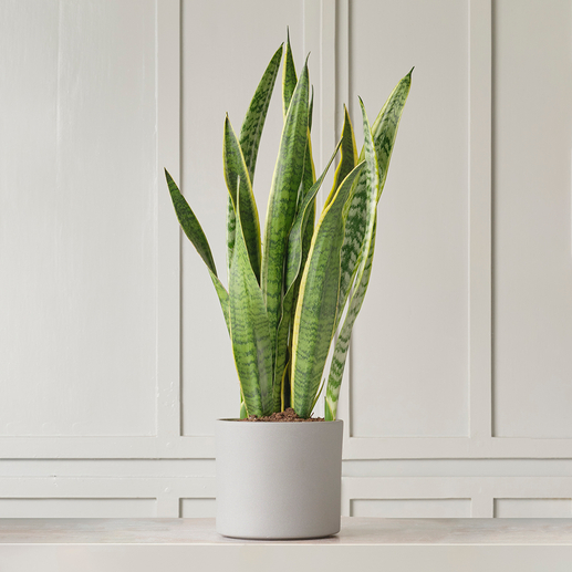 Ceremony Botanic Sansevieria