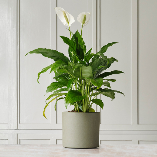 Ceremony Botanic Peace Lily