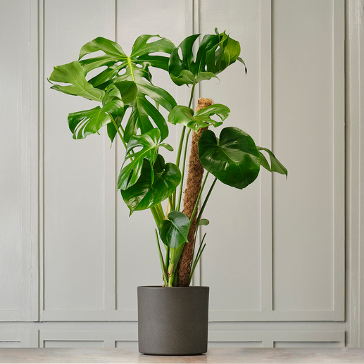 Ceremony Botanic Monstera